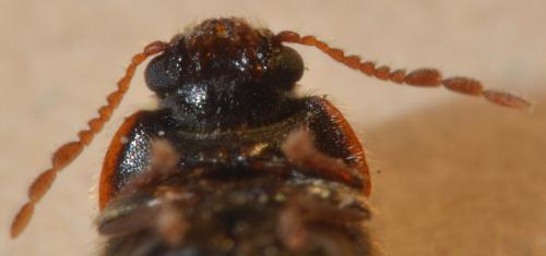Réf. 224 648 : Hyperisus plumbeum
